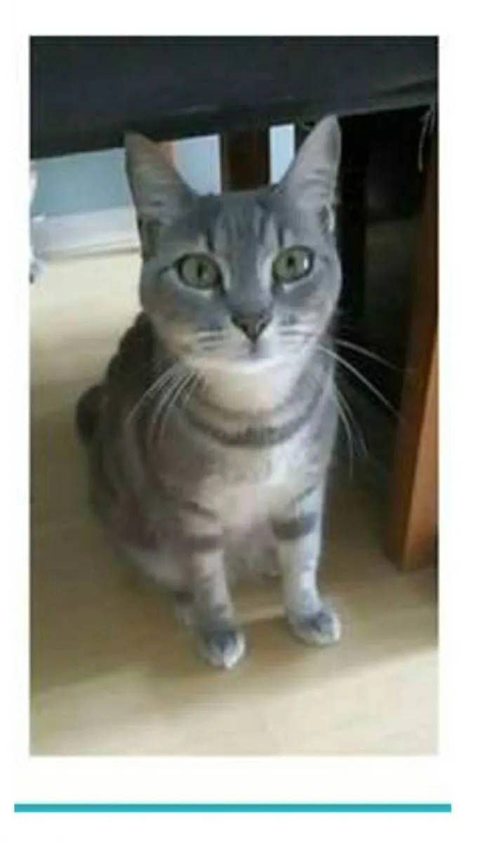 Gato ra a srd tigradinha idade 1 ano nome ADELLY