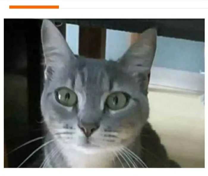 Gato ra a srd tigradinha idade 1 ano nome ADELLY