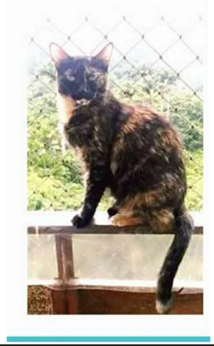 Gato ra a srd escaminha  idade 3 anos nome MEG