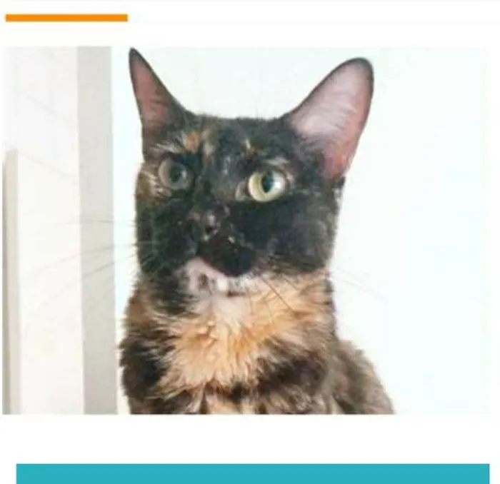Gato ra a srd escaminha  idade 3 anos nome MEG