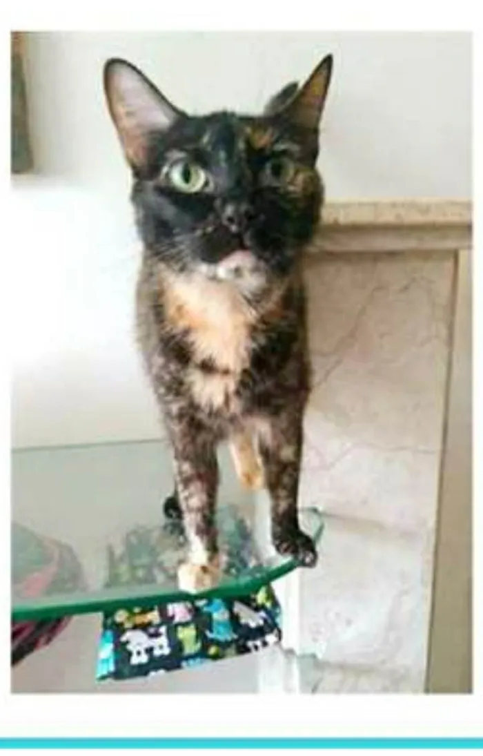 Gato ra a srd escaminha  idade 3 anos nome MEG