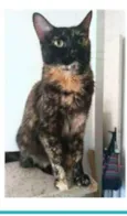 MEG