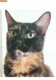 MEG