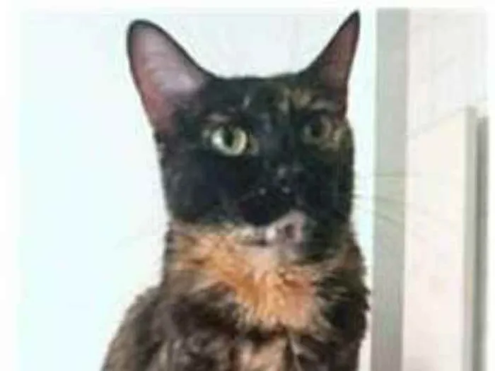 Gato ra a srd escaminha  idade 3 anos nome MEG