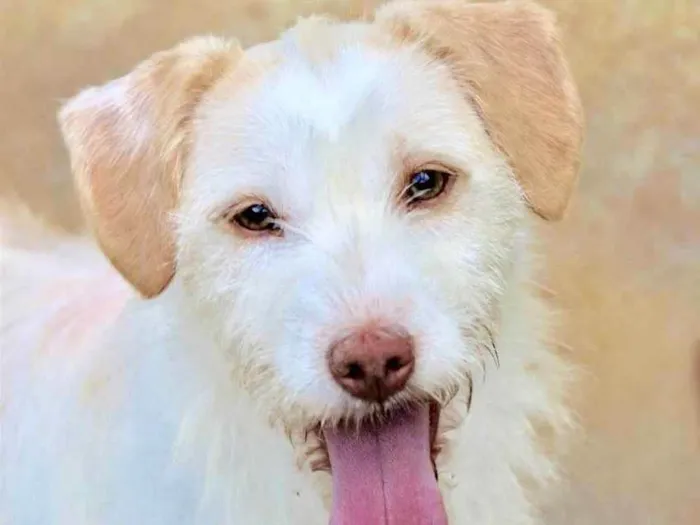 Cachorro raça  idade 2 anos nome Belinha Peluda