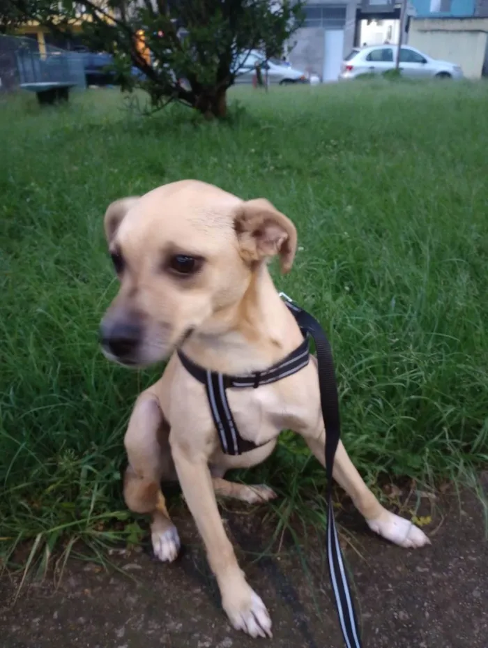 Cachorro ra a Vira lata  idade 1 ano nome Layla