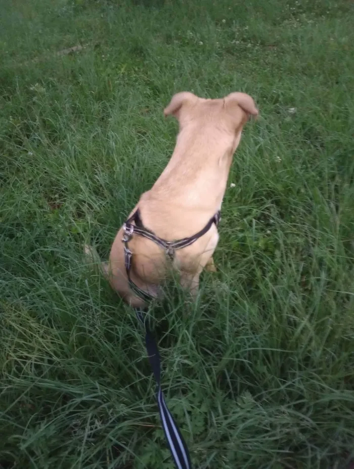 Cachorro ra a Vira lata  idade 1 ano nome Layla