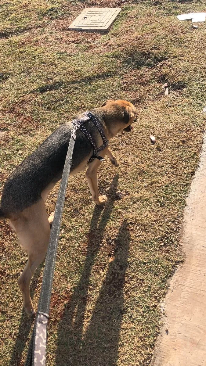 Cachorro ra a Vira lata  idade 3 anos nome Pingo 