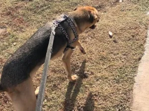 Cachorro raça Vira lata  idade 3 anos nome Pingo 