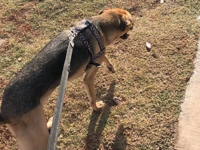 Cachorro ra a Vira lata  idade 3 anos nome Pingo 