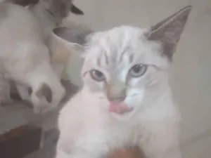 Gato raça Sem raça definida idade 2 a 6 meses nome Serena tomas Maria j