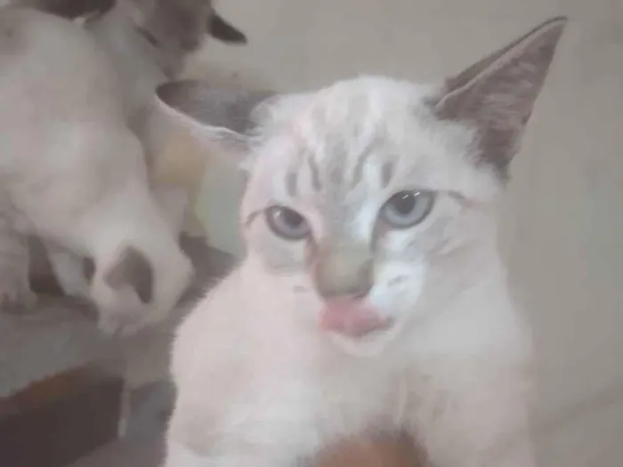 Gato ra a Sem raça definida idade 2 a 6 meses nome Serena tomas Maria j
