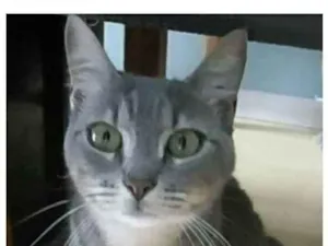 Gato raça srd tigradinha idade 1 ano nome ADELLY