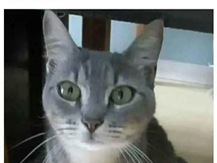 Gato ra a srd tigradinha idade 1 ano nome ADELLY