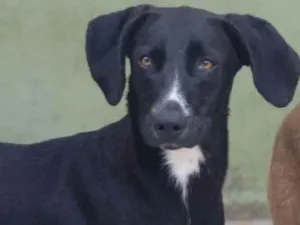 Cachorro raça  idade 3 anos nome Amora