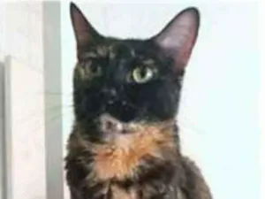 Gato raça srd escaminha  idade 3 anos nome MEG