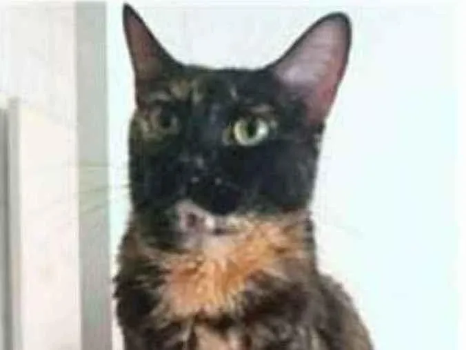 Gato ra a srd escaminha  idade 3 anos nome MEG