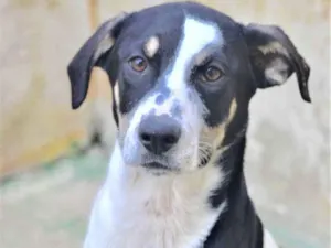 Cachorro raça  idade 2 anos nome Belinha