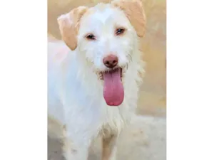 Cachorro raça  idade 2 anos nome Belinha Peluda