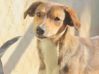 Cachorro raça  idade 1 ano nome Billy Filhote