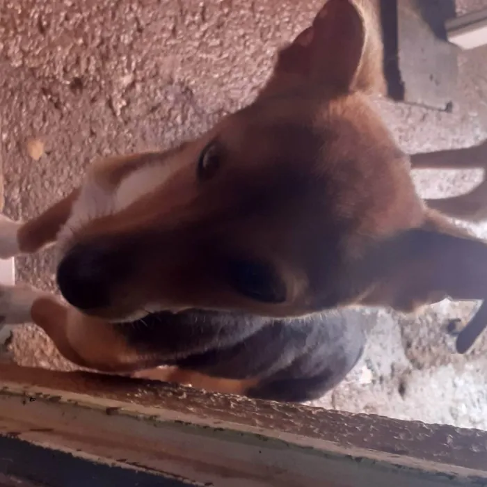 Cachorro ra a Pintcher  idade 2 anos nome Neguinho