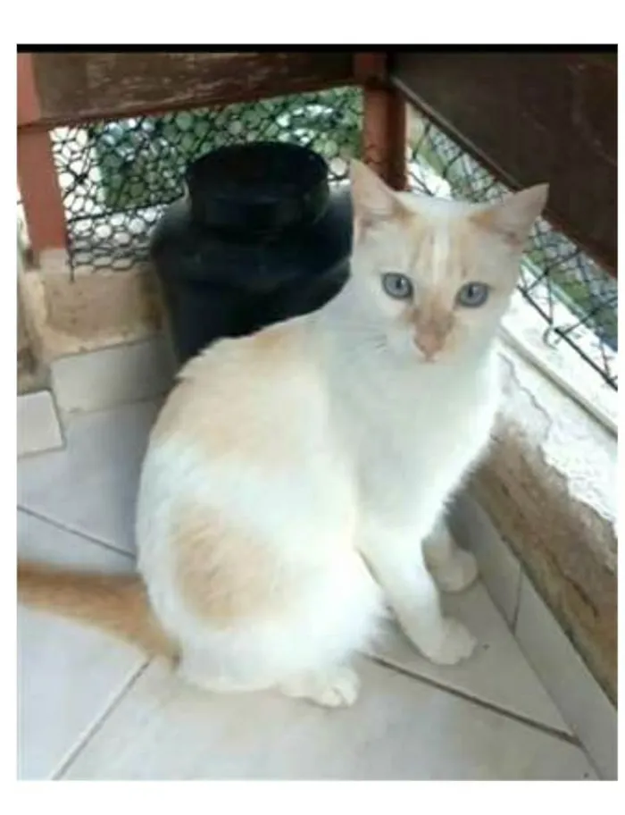Gato raça srd bicolor idade 1 ano nome PRÍNCIPE 