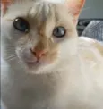 Gato raça srd bicolor idade 1 ano nome PRÍNCIPE 