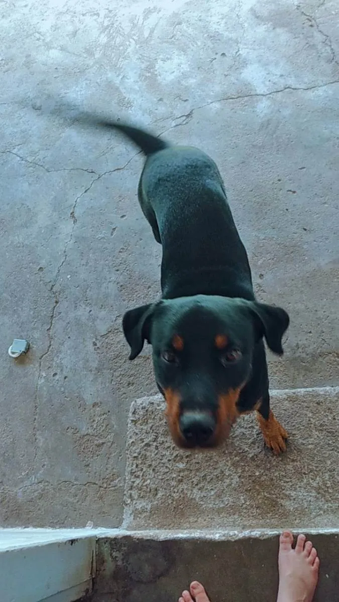 Cachorro ra a Rottweiler mestiço  idade 1 ano nome Sheik