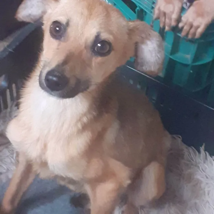 Cachorro ra a Vira-latas  idade 7 a 11 meses nome Menininha