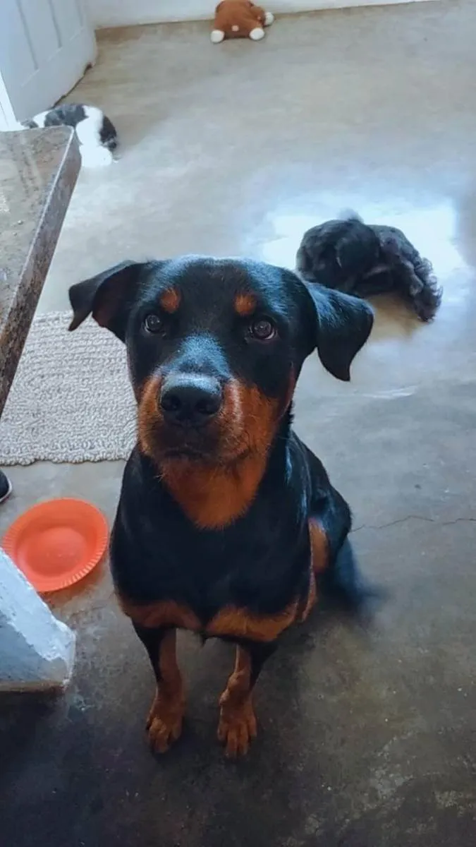 Cachorro ra a Rottweiler mestiço  idade 1 ano nome Sheik