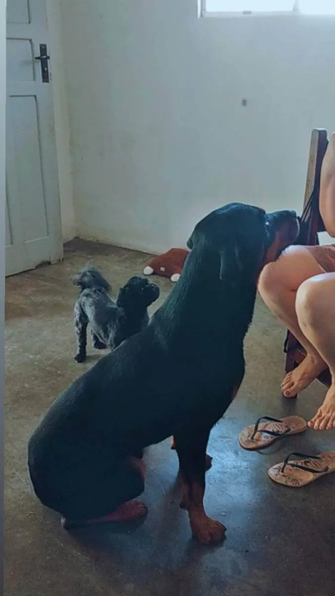 Cachorro ra a Rottweiler mestiço  idade 1 ano nome Sheik