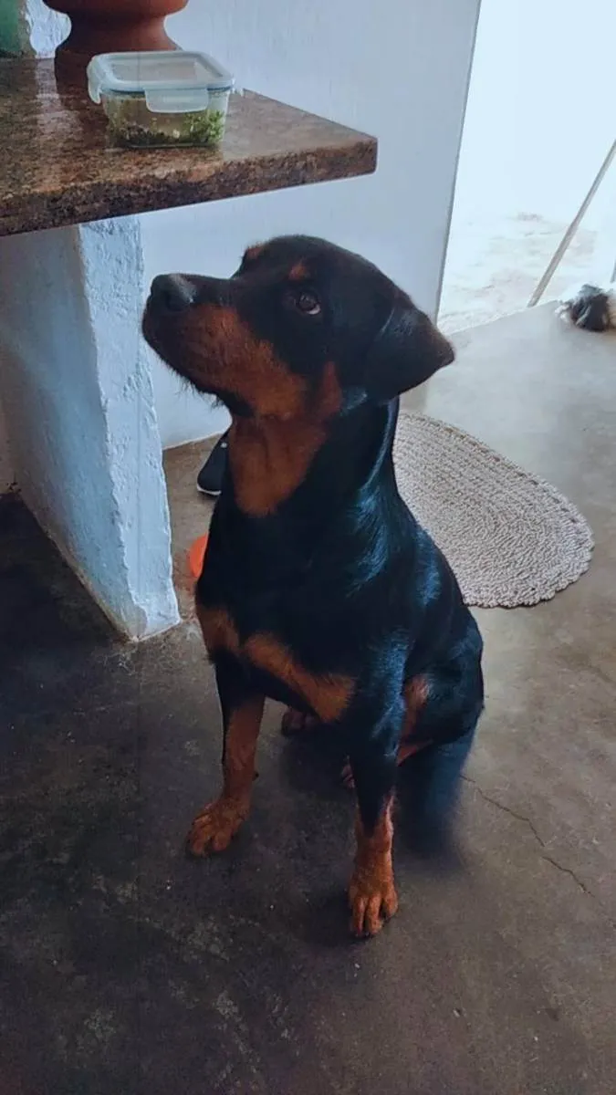 Cachorro ra a Rottweiler mestiço  idade 1 ano nome Sheik