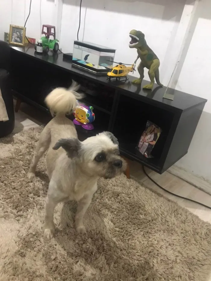 Cachorro ra a Mestiço de shitzu idade 4 anos nome bene