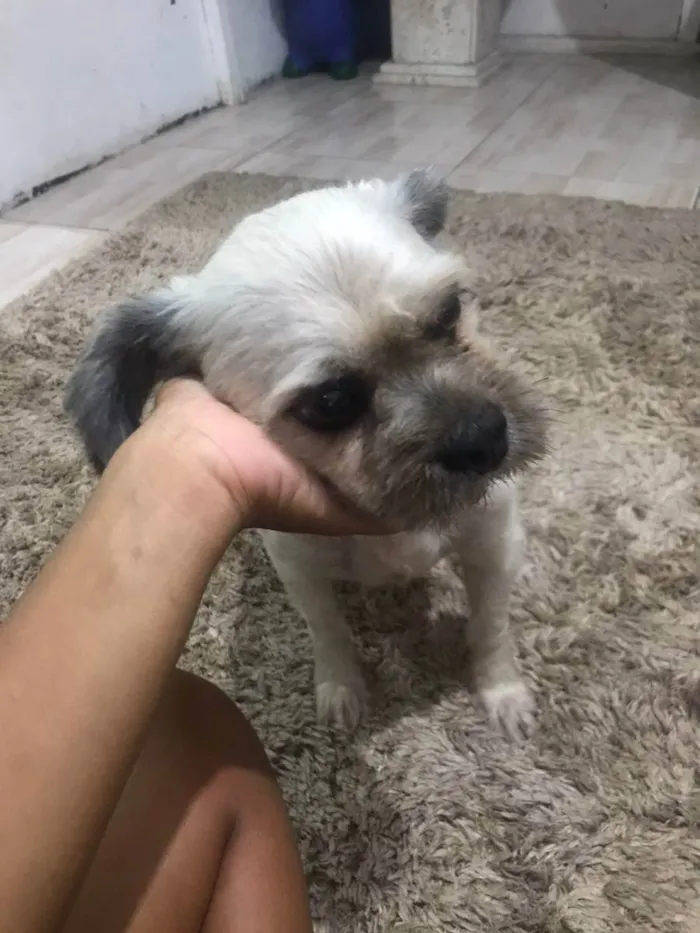 Cachorro ra a Mestiço de shitzu idade 4 anos nome bene