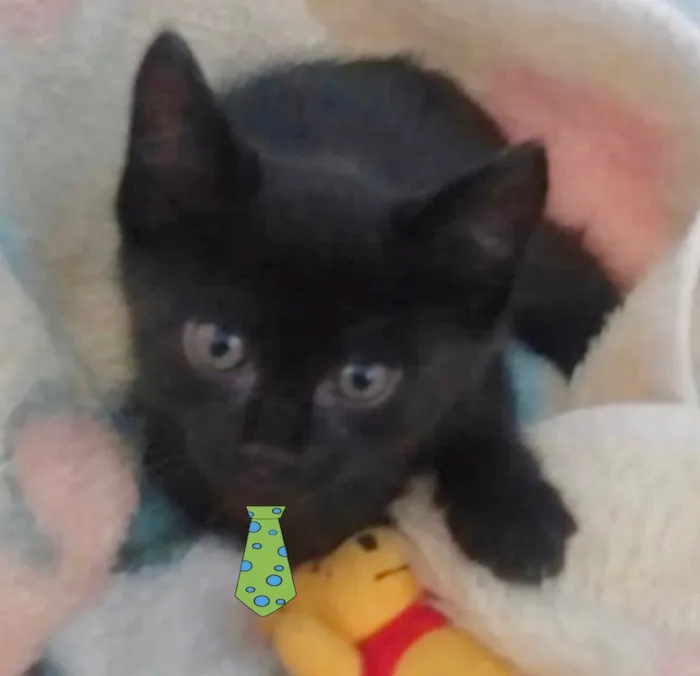 Gato ra a Mestiço  idade Abaixo de 2 meses nome Juno 