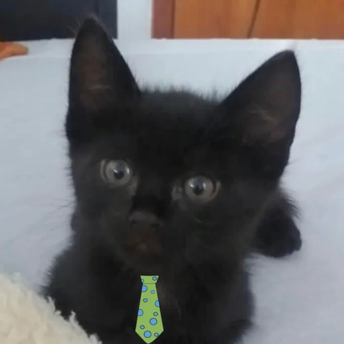 Gato ra a Mestiço  idade Abaixo de 2 meses nome Juno 