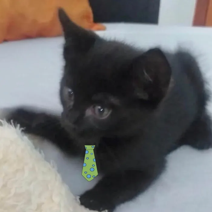 Gato ra a Mestiço  idade Abaixo de 2 meses nome Juno 