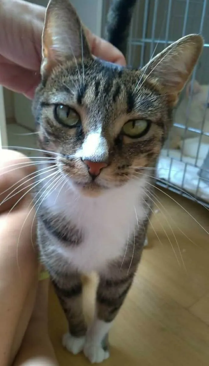 Gato raça srd tigradinha idade 1 ano nome BELINHA 