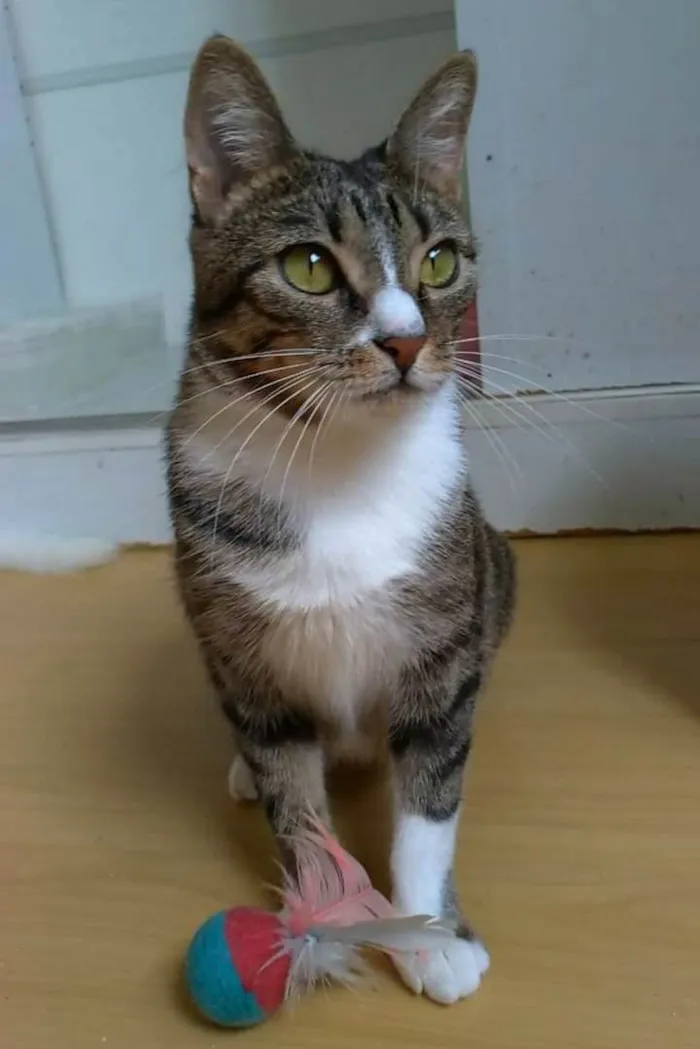 Gato raça srd tigradinha idade 1 ano nome BELINHA 