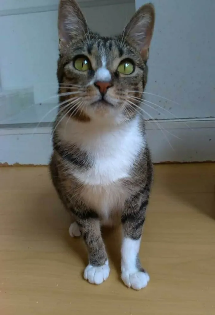 Gato raça srd tigradinha idade 1 ano nome BELINHA 