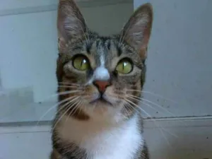 Gato raça srd tigradinha idade 1 ano nome BELINHA 