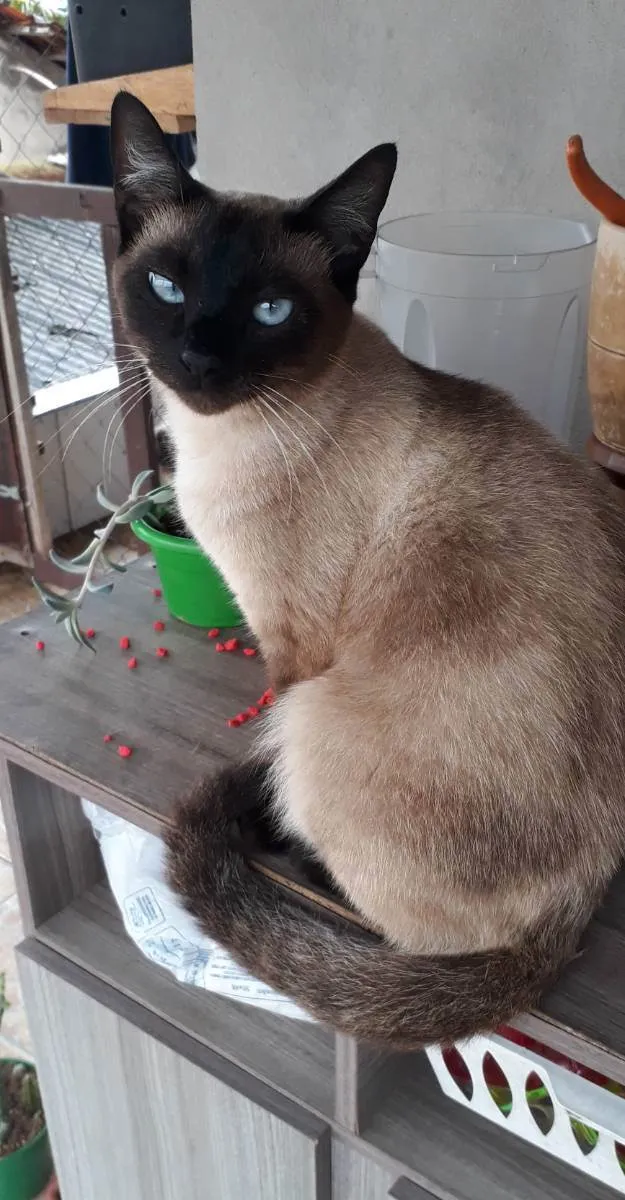 Gato ra a Siamês  idade 1 ano nome Misuke