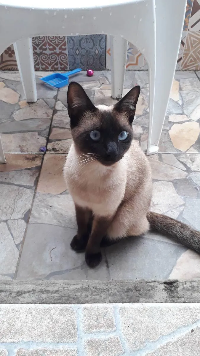 Gato ra a Siamês  idade 1 ano nome Misuke