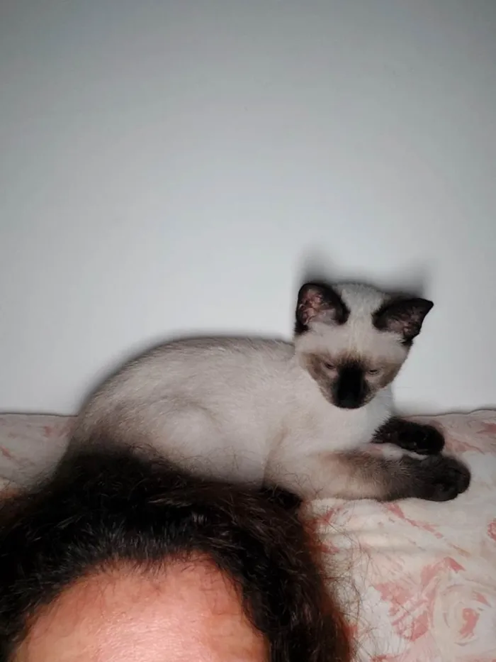 Gato ra a Siames idade 2 a 6 meses nome Sem nome