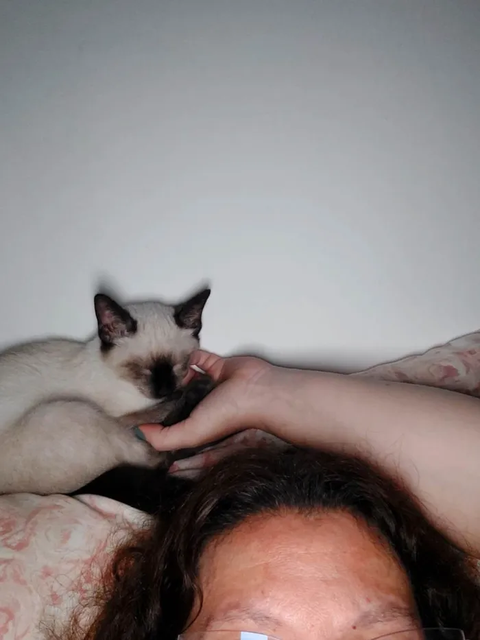 Gato ra a Siames idade 2 a 6 meses nome Sem nome