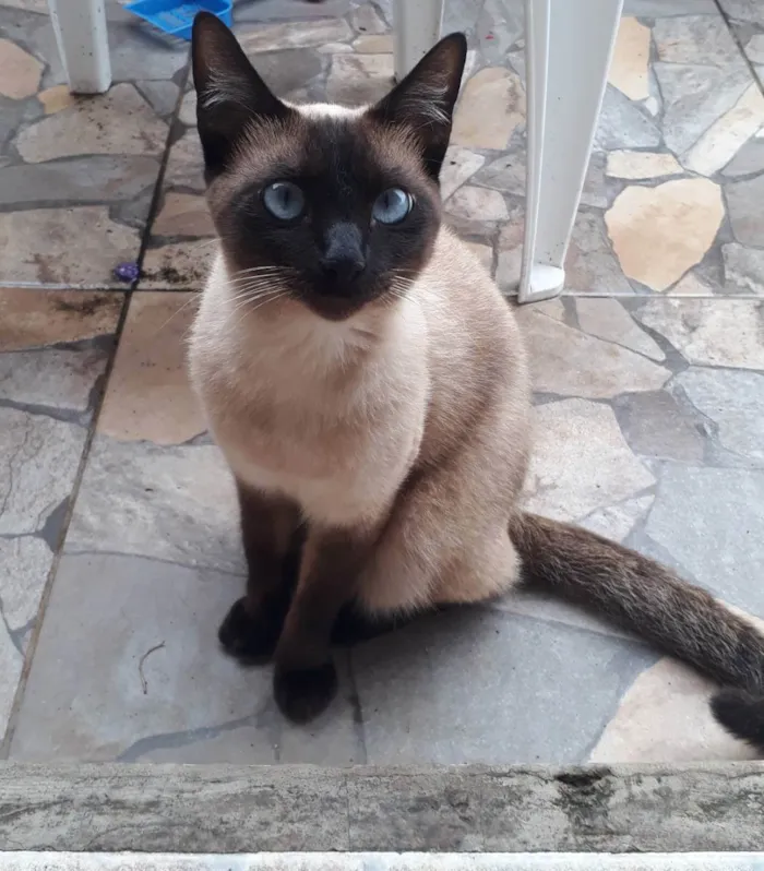 Gato ra a Siamês  idade 1 ano nome Misuke