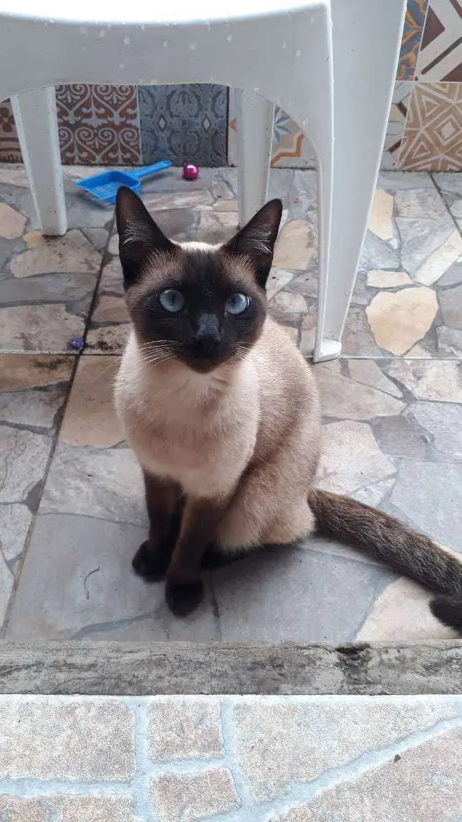 Gato ra a Siamês  idade 1 ano nome Misuke