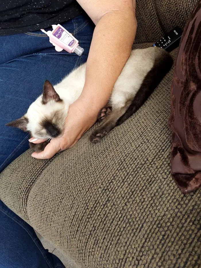Gato ra a Siames idade 2 a 6 meses nome Sem nome