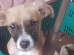 Cachorro raça Pitbull com labrador idade 7 a 11 meses nome Fusquinha