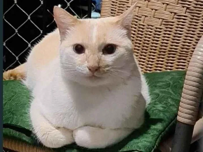 Gato raça srd bicolor idade 1 ano nome PRÍNCIPE 